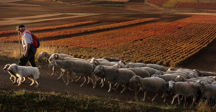 La Rioja pide un plan urgente para garantizar agua y alimento a la ganadería extensiva