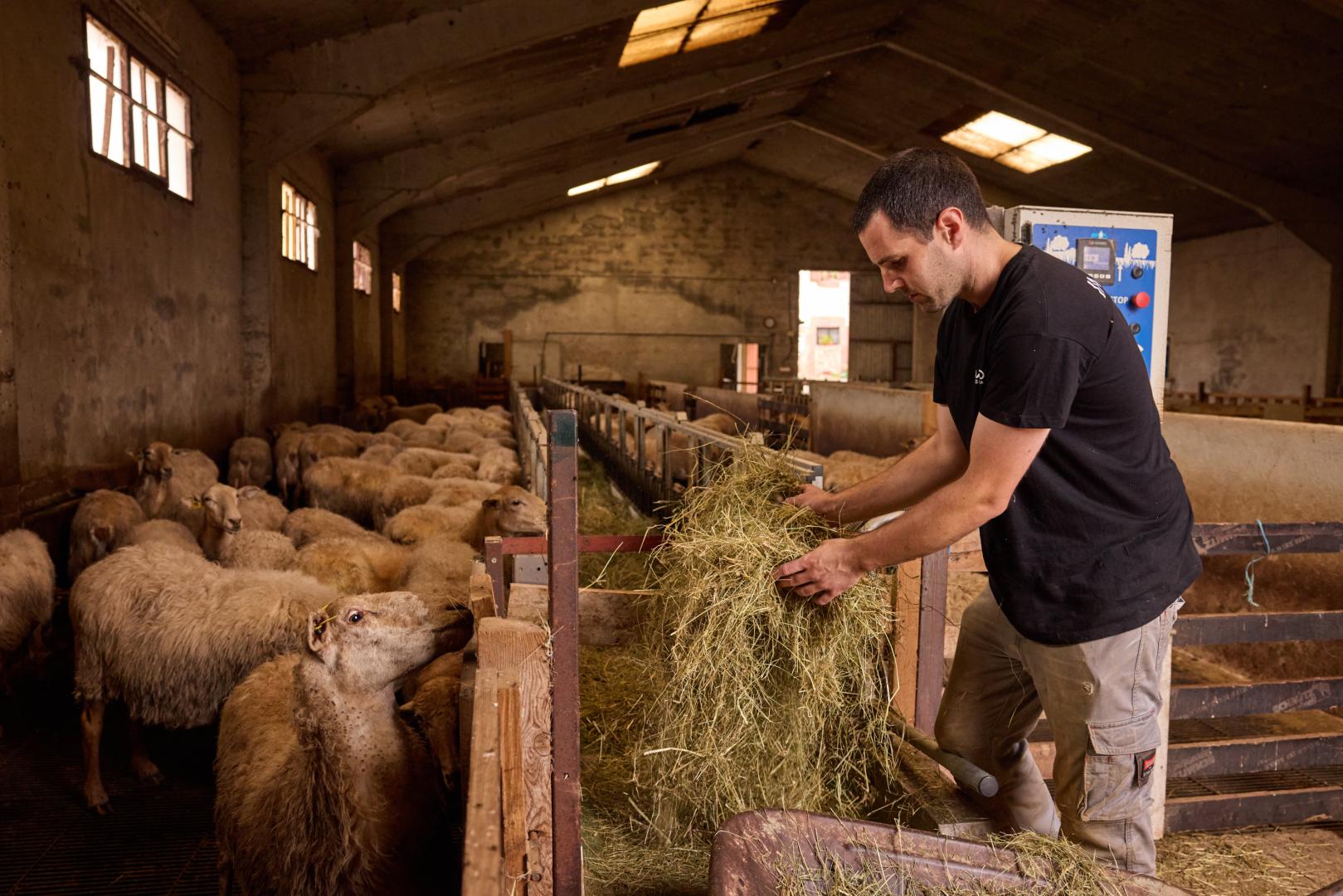 La ola de calor seca los pastos en Aragón, Navarra y otras zonas del norte y obliga a adelantar la alimentación del ganado