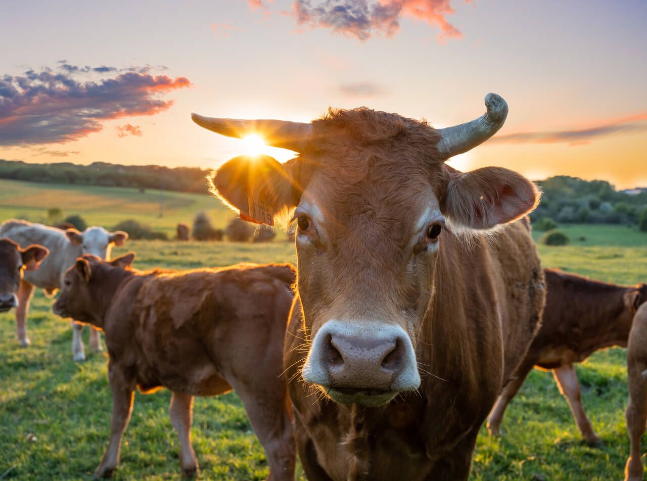 Las provincias con más vacuno de carne de España: dónde se concentra la mayor cabaña de vacas nodrizas