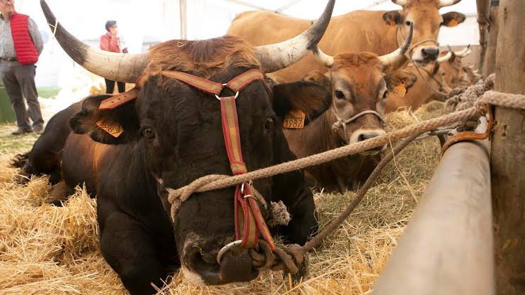 El Gobierno Vasco autoriza de nuevo las ferias ganaderas tras la mejora sanitaria