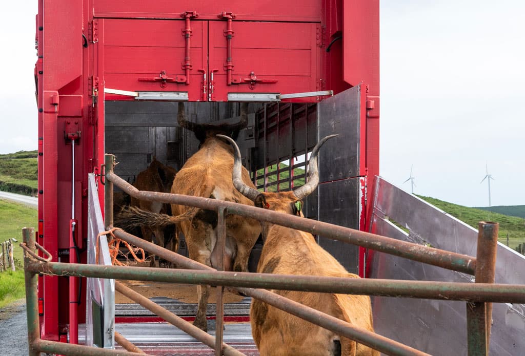 Cómo transportar ganado legalmente en España: documentación, bienestar animal y requisitos