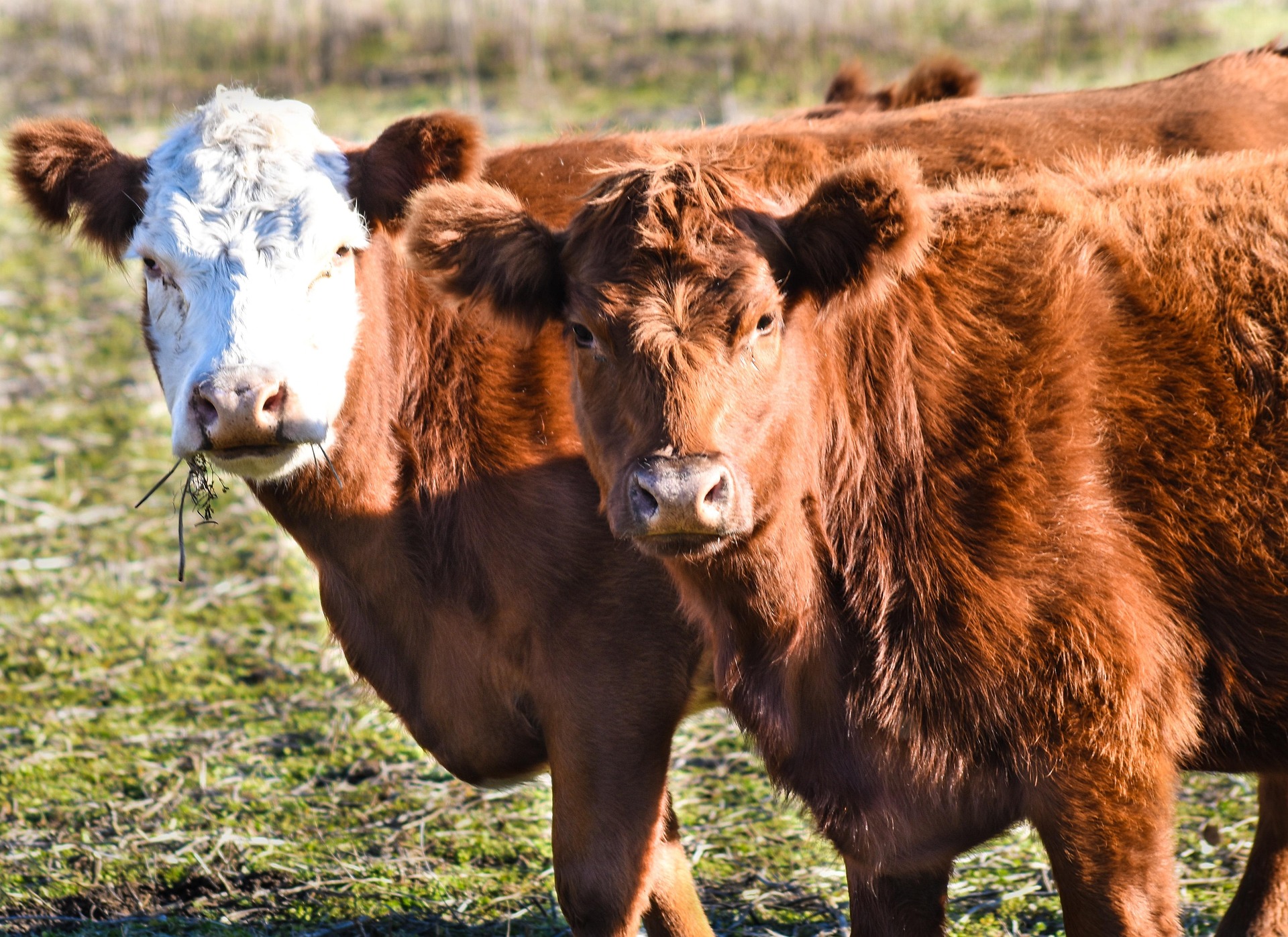 Las 5 mejores razas de vacuno de carne: características, ventajas y por qué destacan