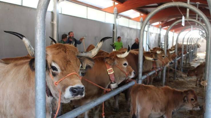 El vacuno de carne prolonga su ajuste: las lonjas reflejan nuevas bajadas en pleno verano