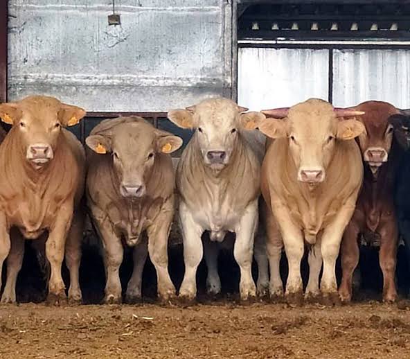 Precios del ganado de carne en España: así cotizan el vacuno, ovino, caprino y equino