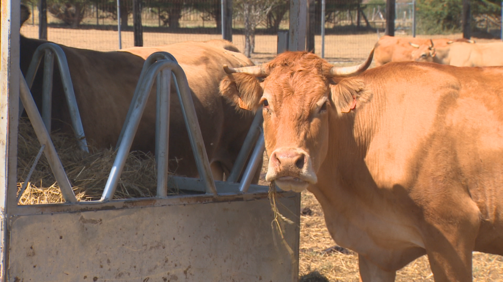 La sequía golpea al vacuno del norte: el forraje se encarece un 32% y algunos ganaderos adelantan la venta de animales