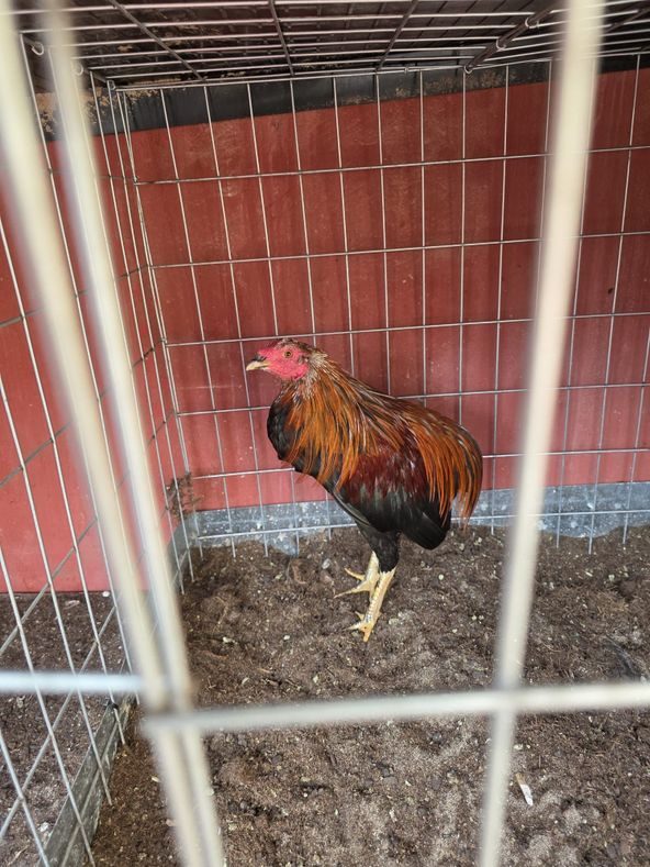 Gallina Colina imagen 1