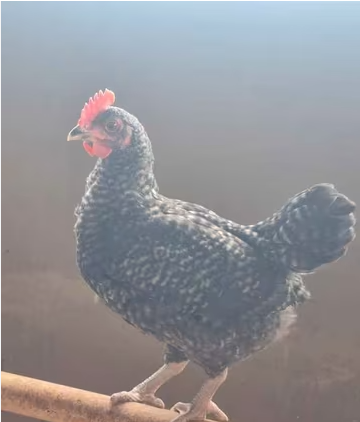 Pollo Macho Jabada imagen 2