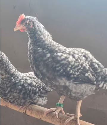 Pollo Macho Jabada imagen 1