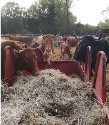 7 vacas de vida preñadas en 2 y 8 años imagen 1