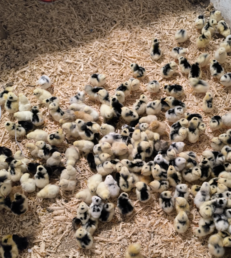 Pollitos de raza imagen 1