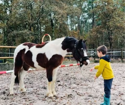 Cruzado de welsh imagen 1