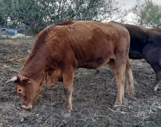 5 Vacas y 1 Becerra