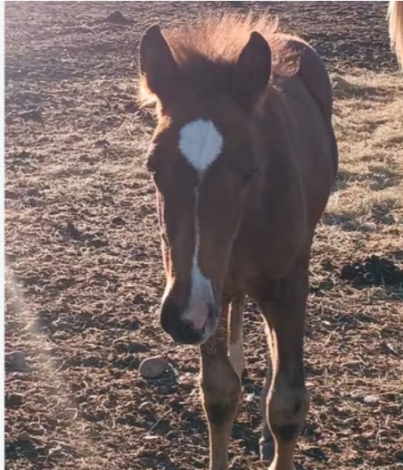 Potro Hispano Breton imagen 2