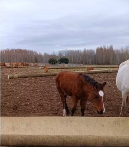 Potro Hispano Breton imagen 1