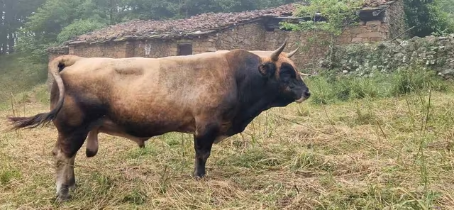 Toro Asturiano De Los Valles imagen 1