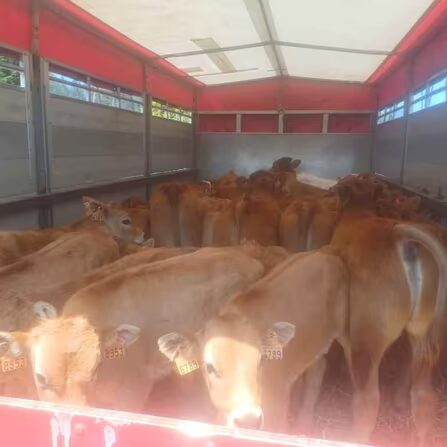 Terneros destetados imagen 1