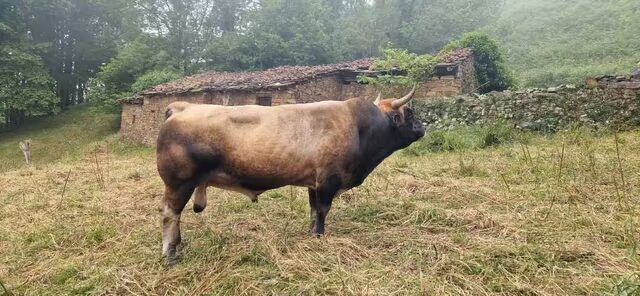 Toro Asturiano De Los Valles imagen 2