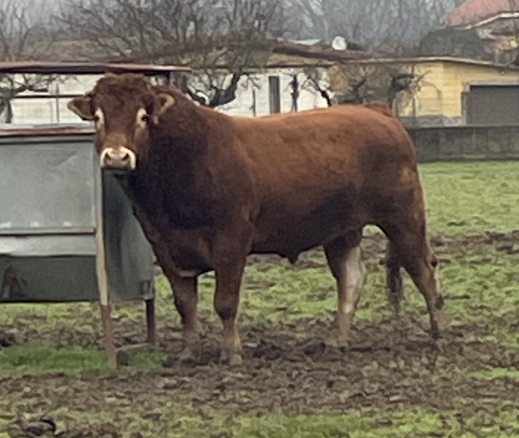 Toro limusin imagen 1