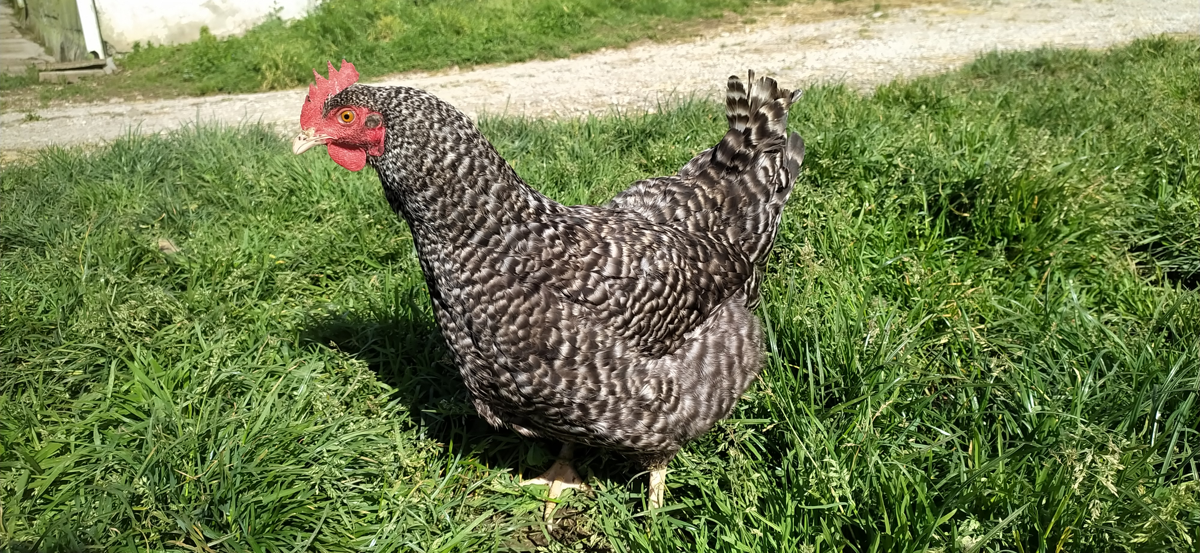 Gallina cantabra imagen 3