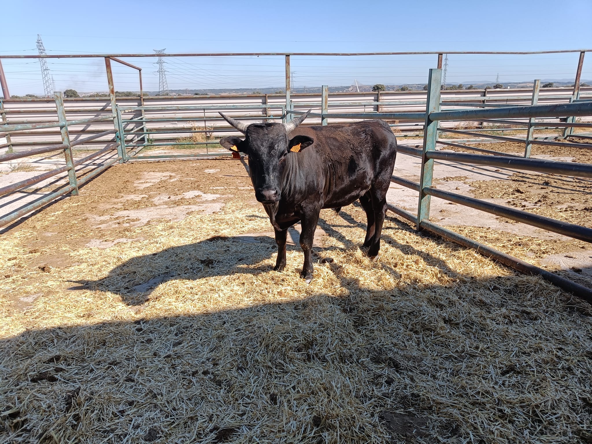 NOVILLO 100X100 WAGYU imagen 5