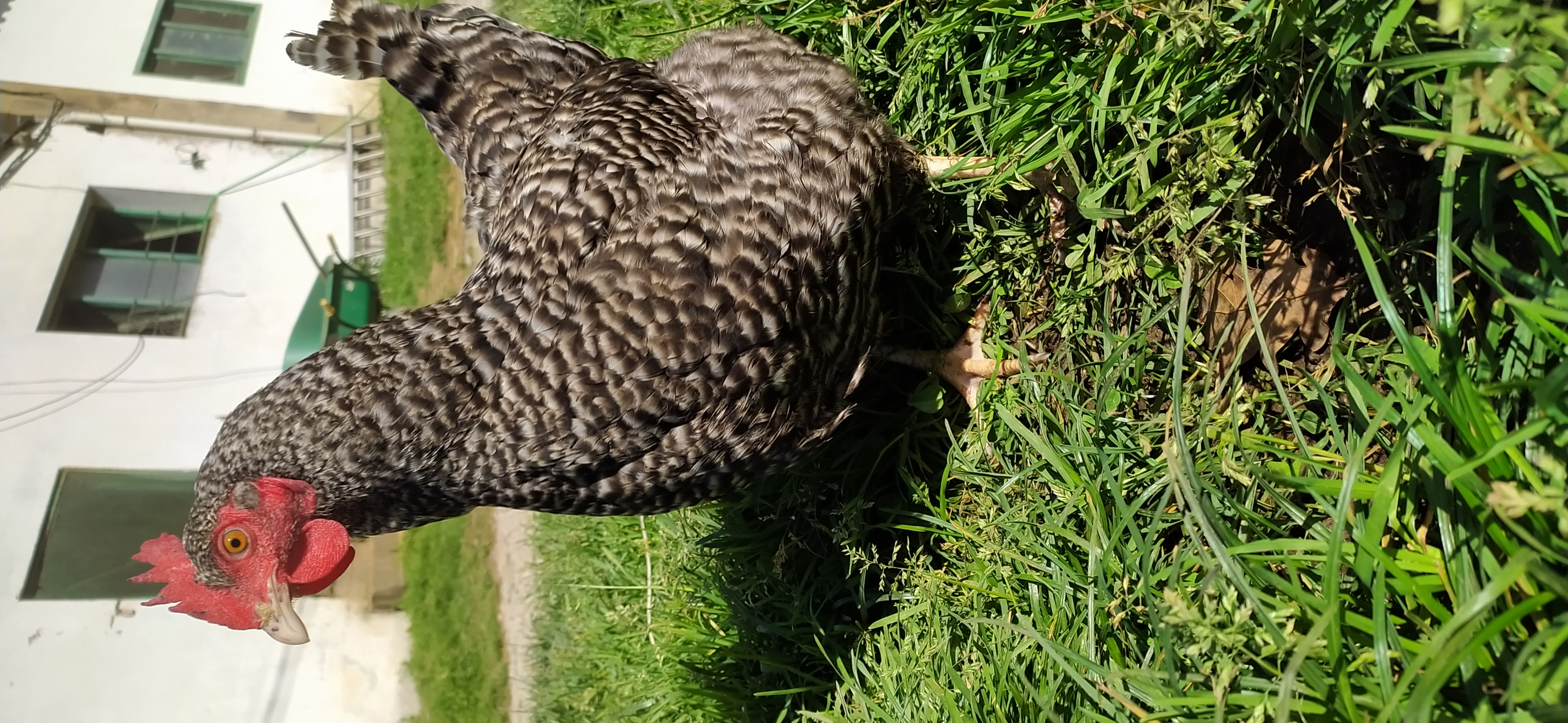 Gallina cantabra imagen 2