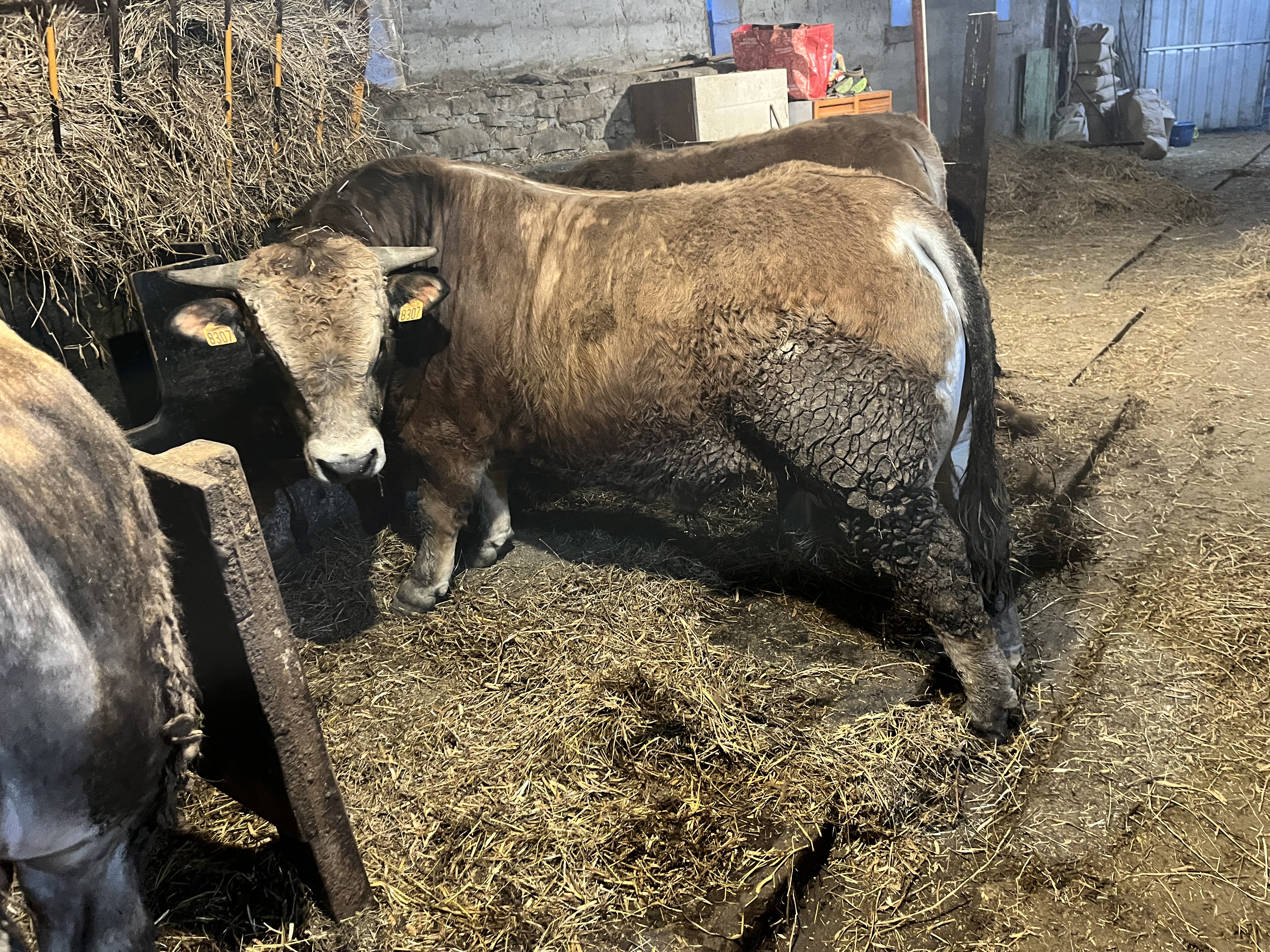 Novillos aubrac imagen 3