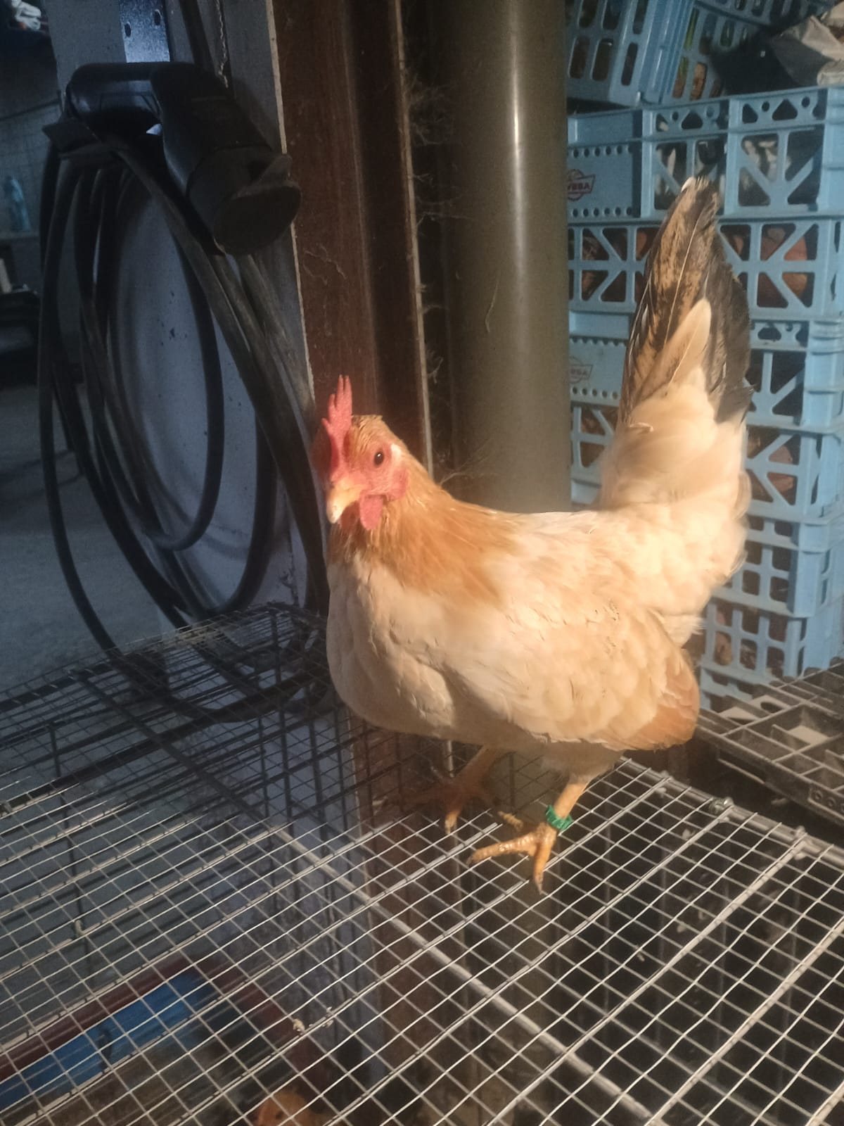 Gallinas y gallos kikos imagen 3