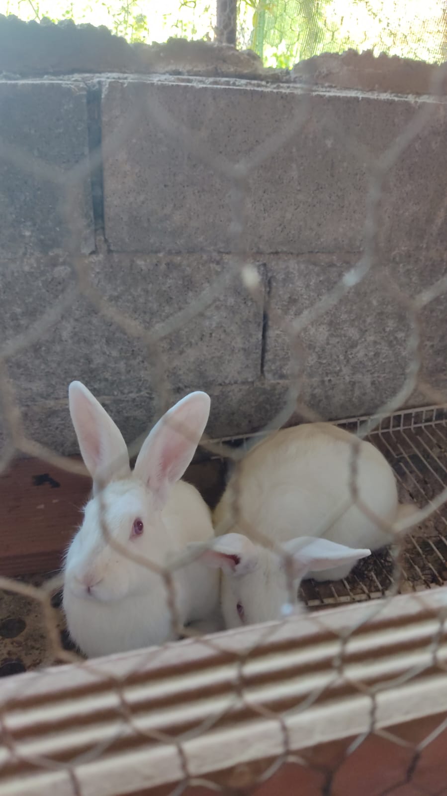 Conejos de campo imagen 3