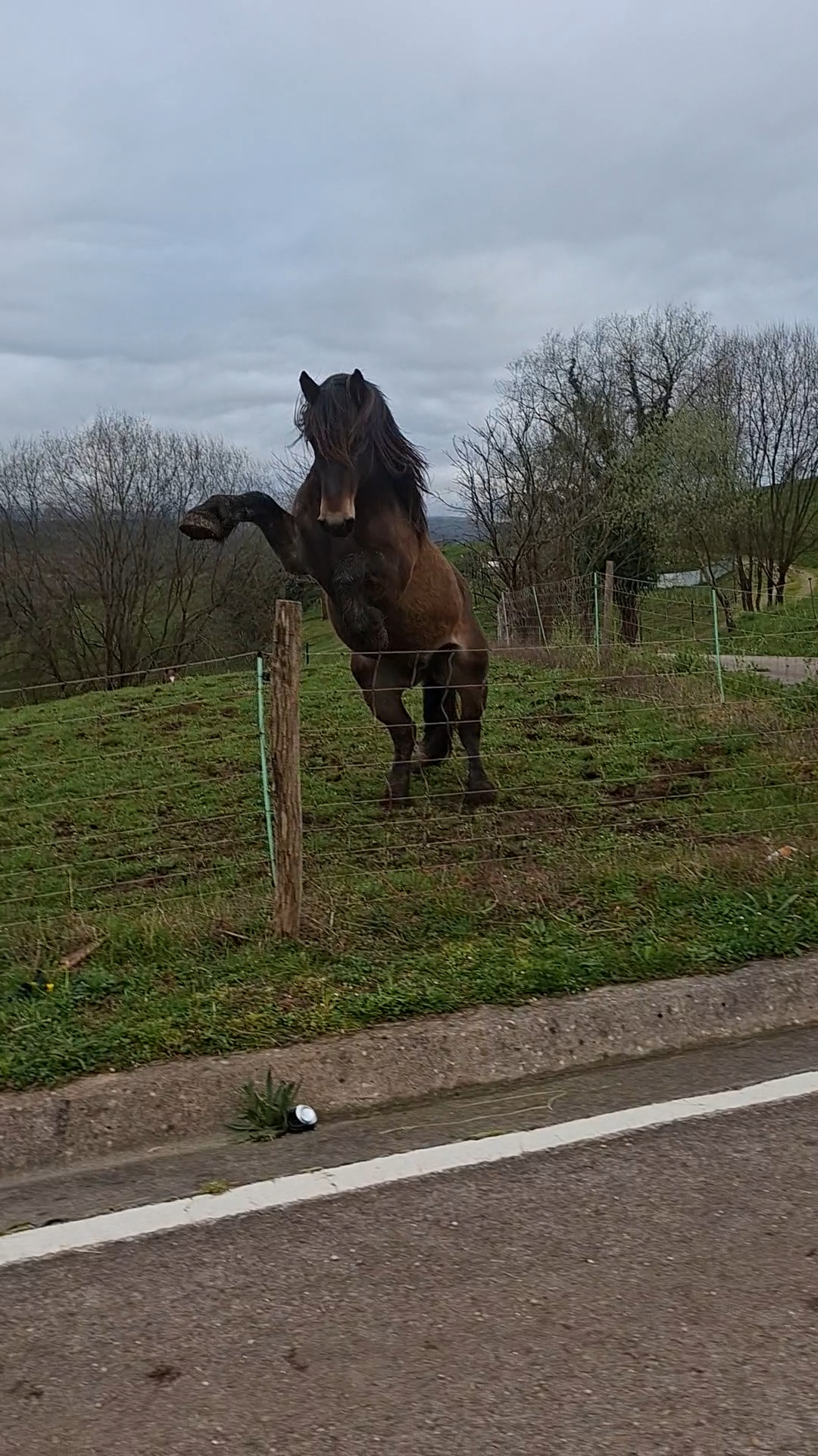 Potro para semental imagen 1