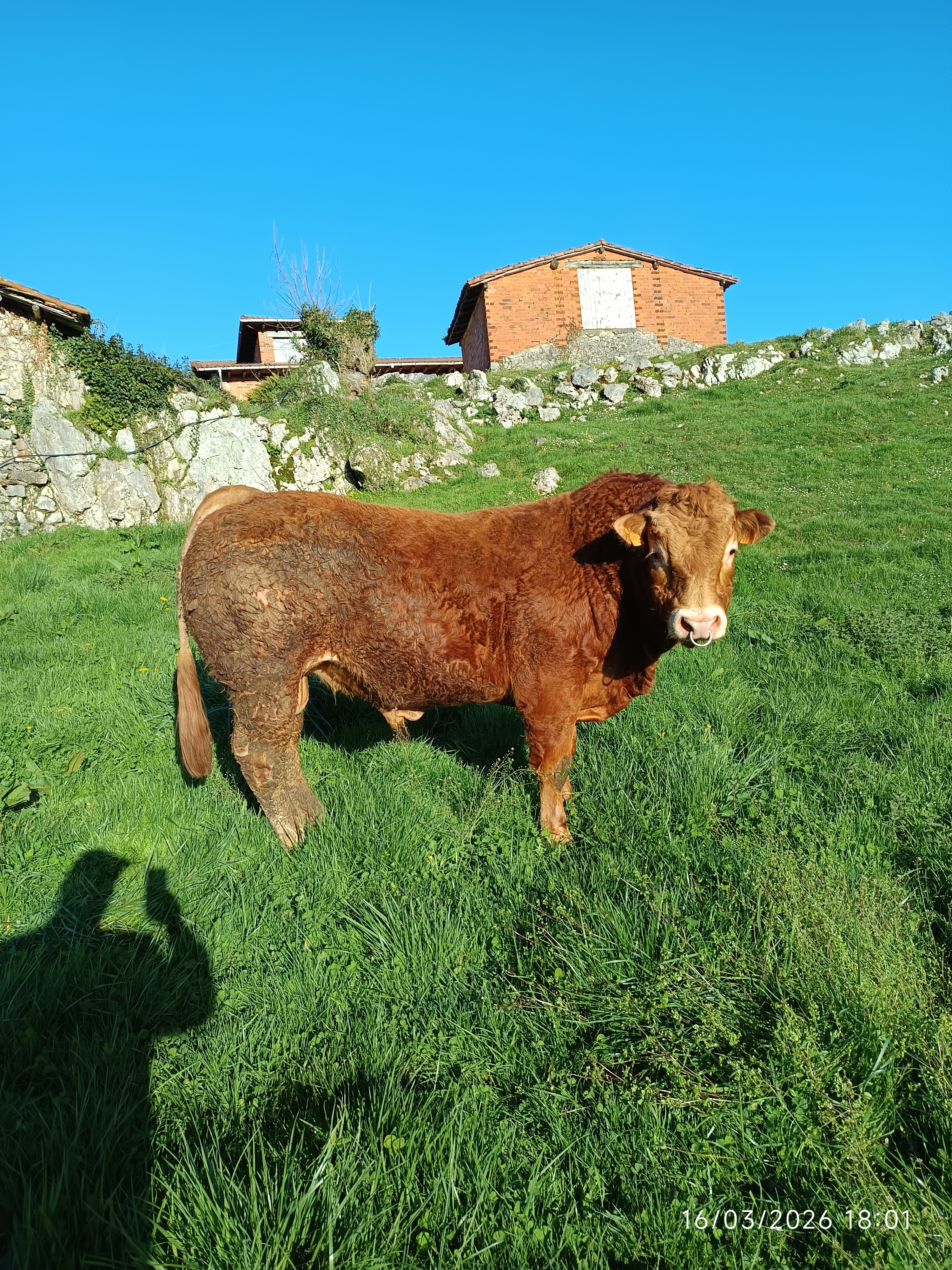 TORO DE TRES AÑOS imagen 5