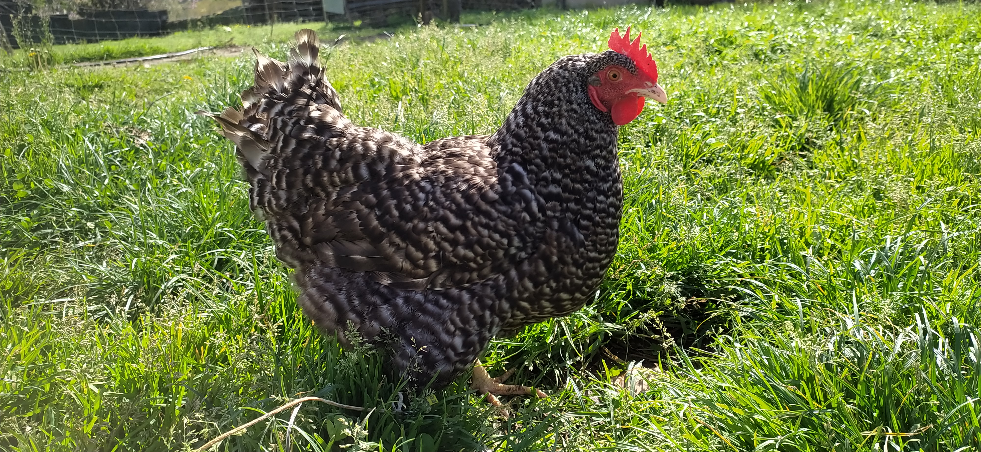 Gallina cantabra imagen 4