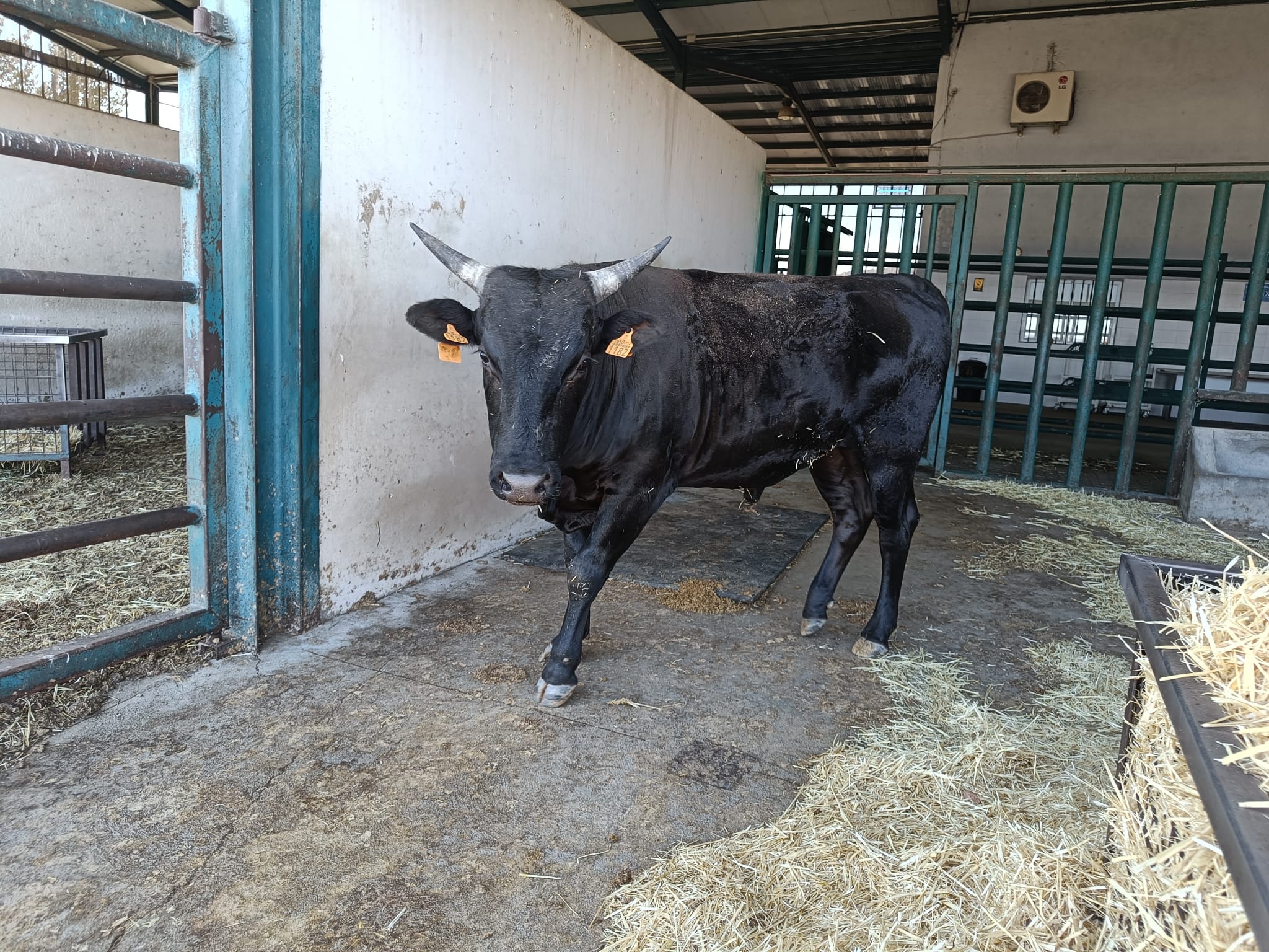 NOVILLO 100X100 WAGYU imagen 1