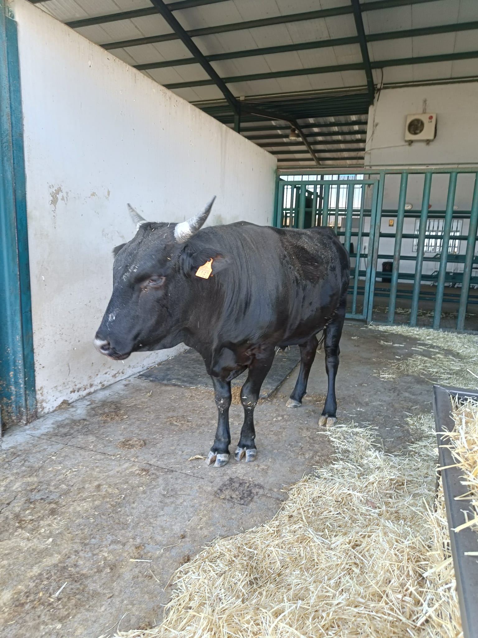 NOVILLO 100X100 WAGYU imagen 2