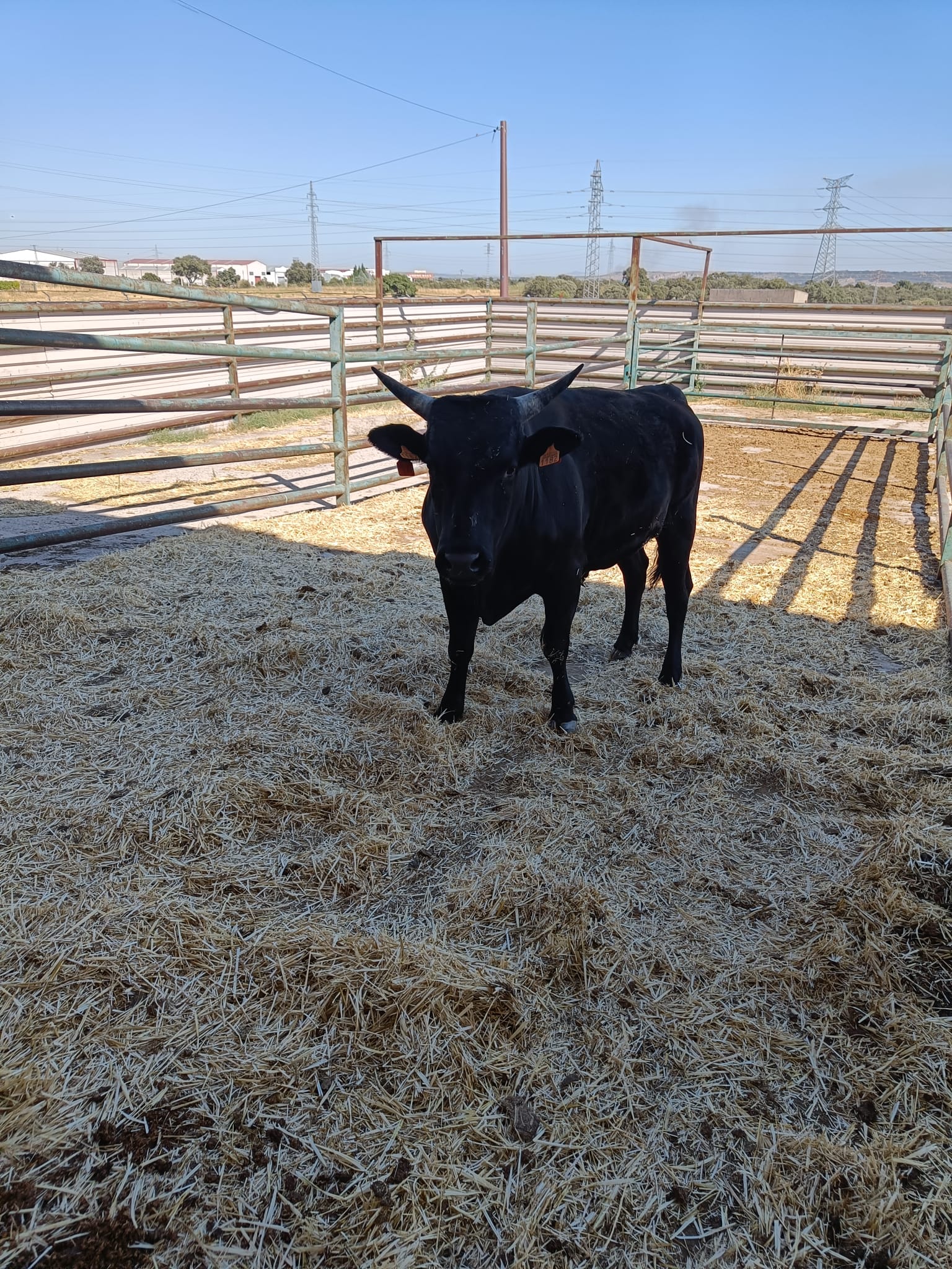 NOVILLO 100X100 WAGYU imagen 6