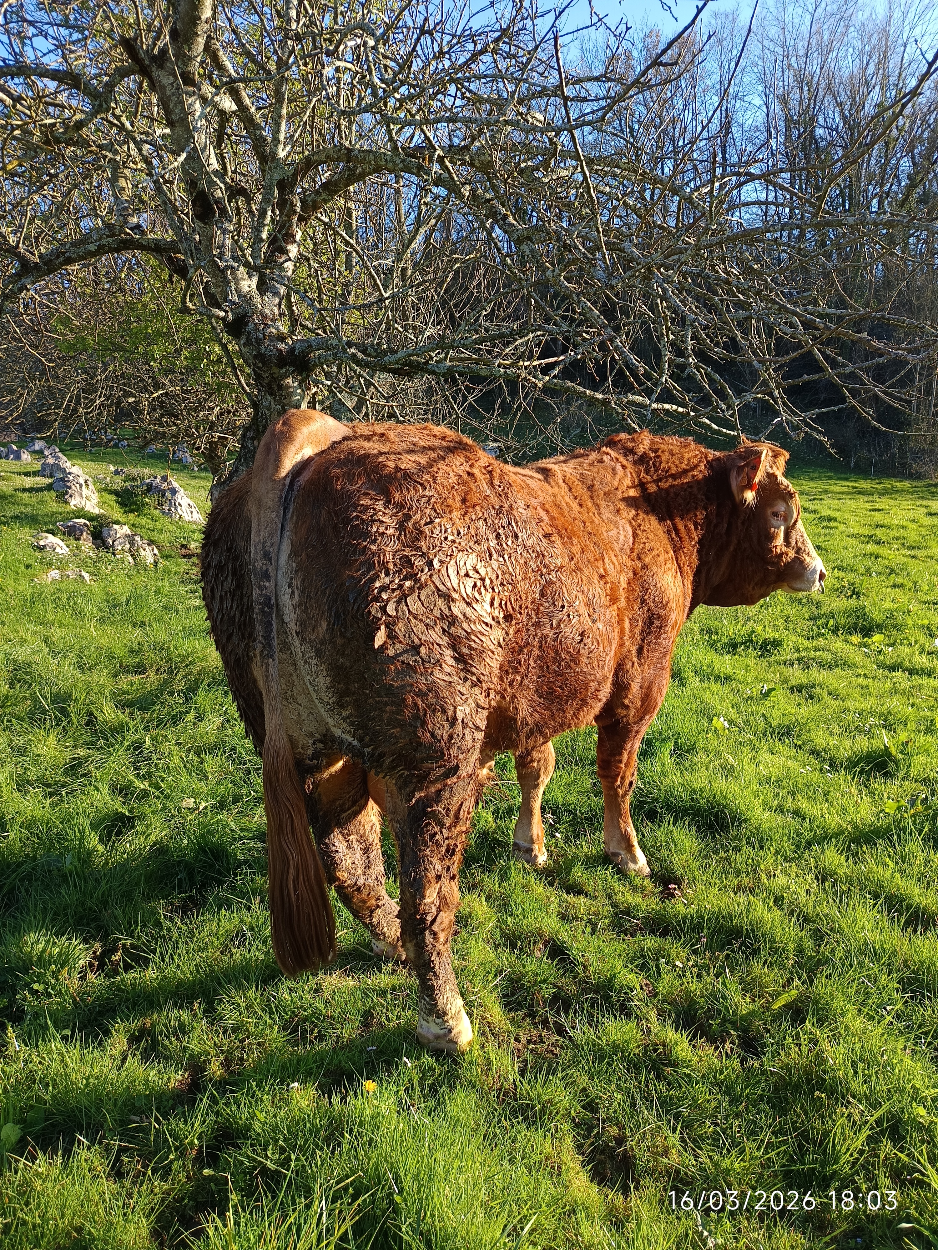 TORO DE TRES AÑOS imagen 2