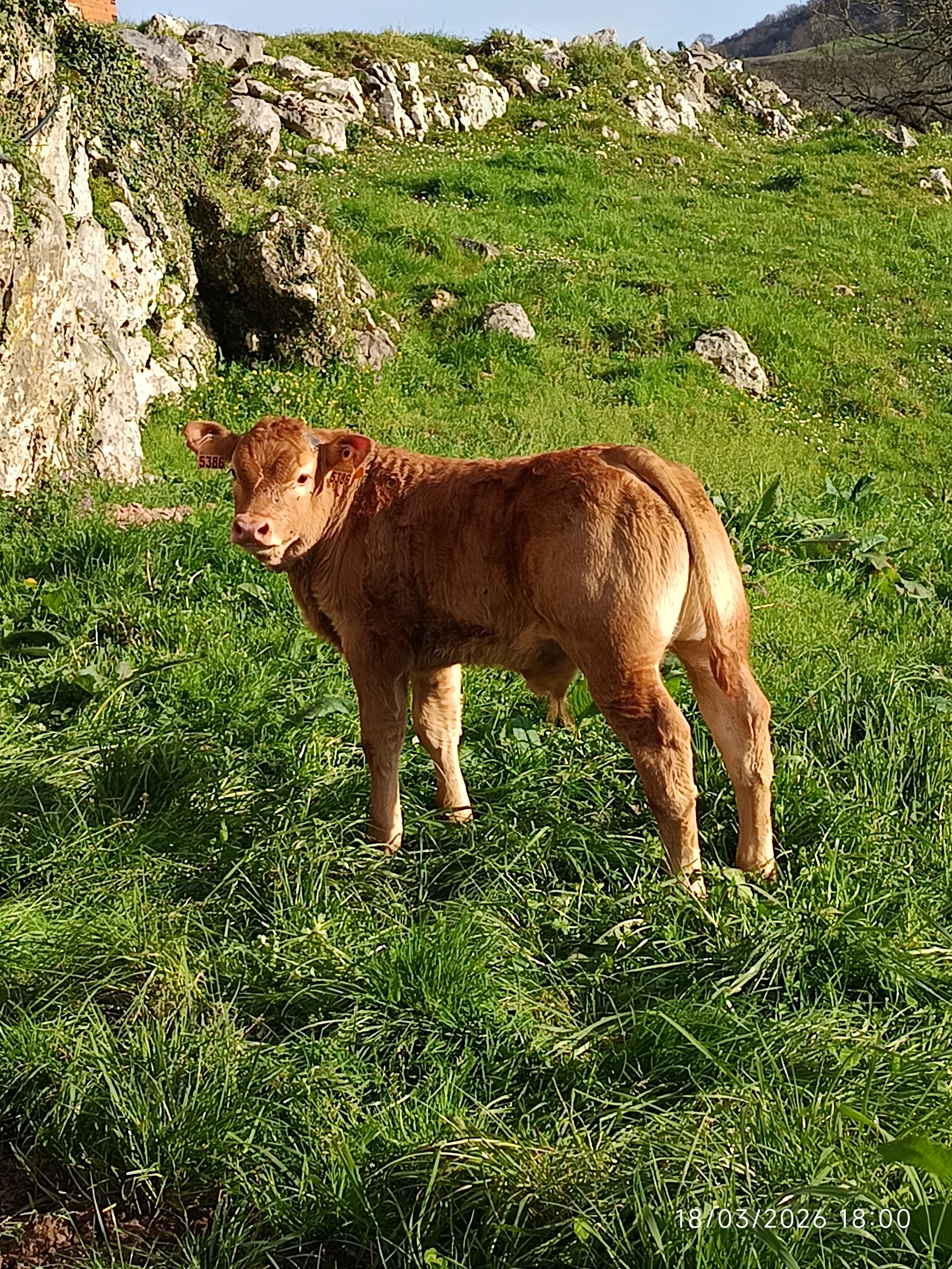 TORO DE TRES AÑOS