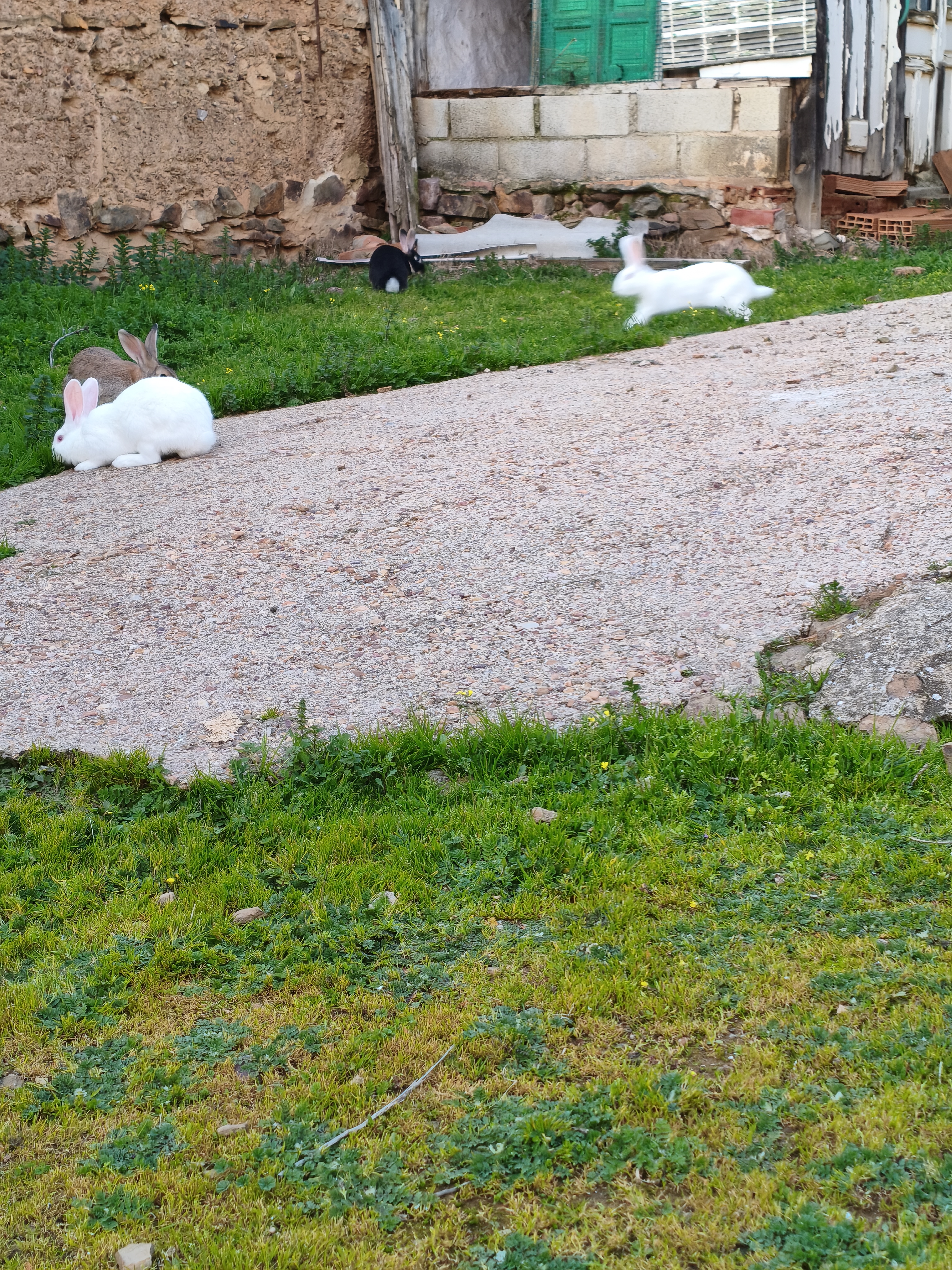 Conejos de campo imagen 1