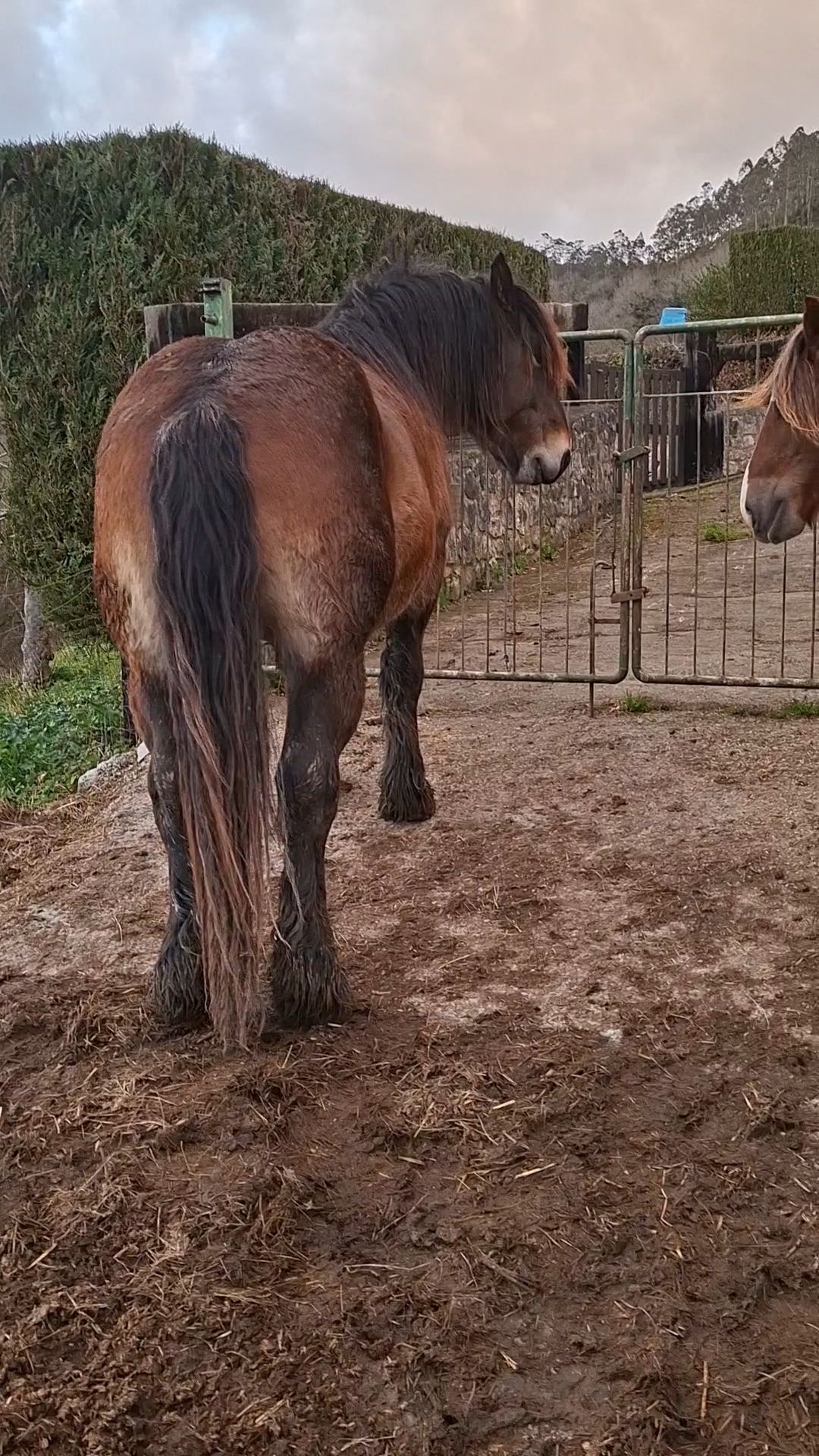 Potro para semental imagen 4