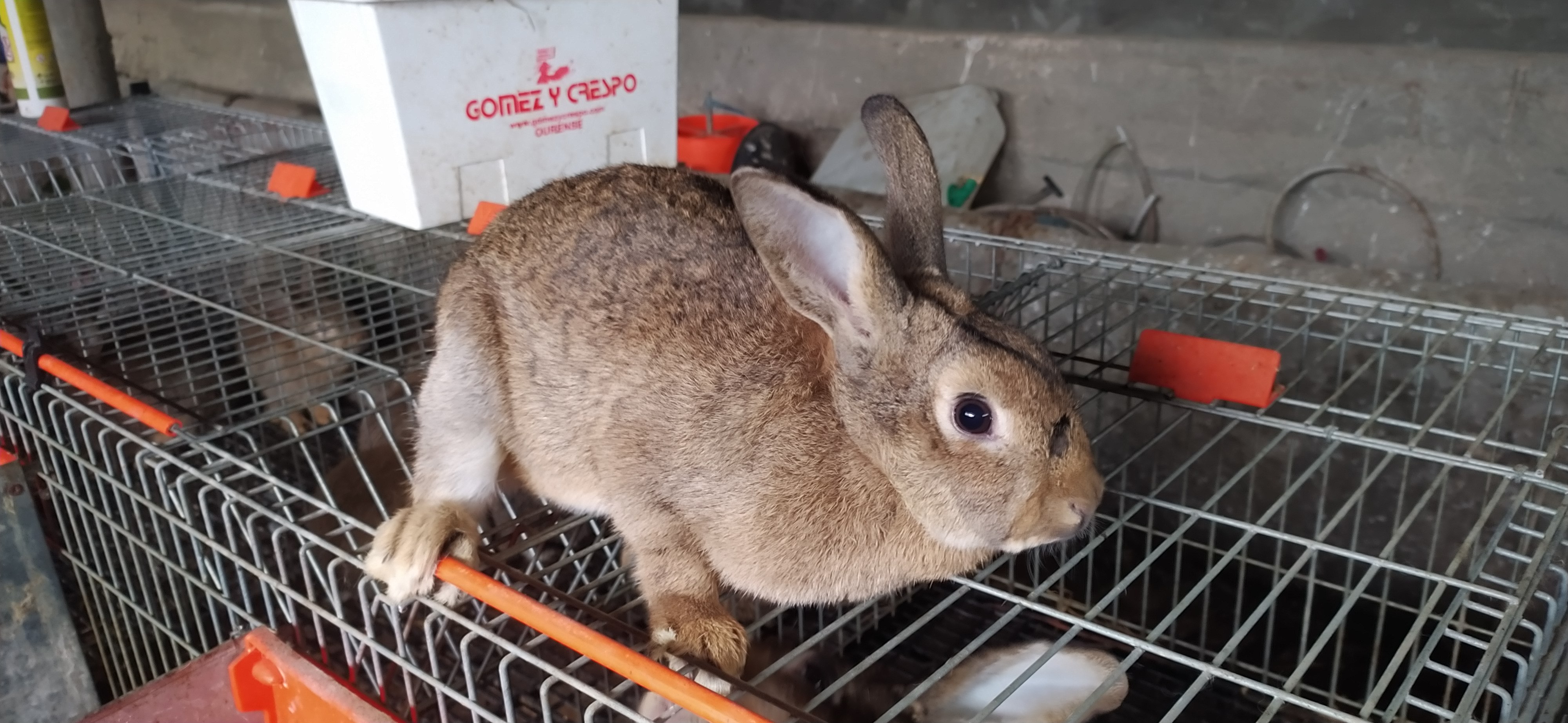 Conejos pardo vasco imagen 4