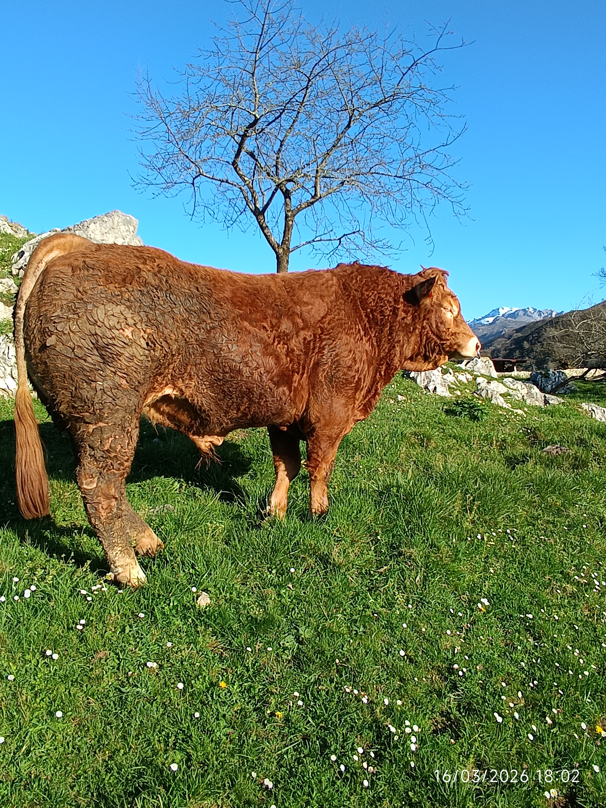 TORO DE TRES AÑOS imagen 3