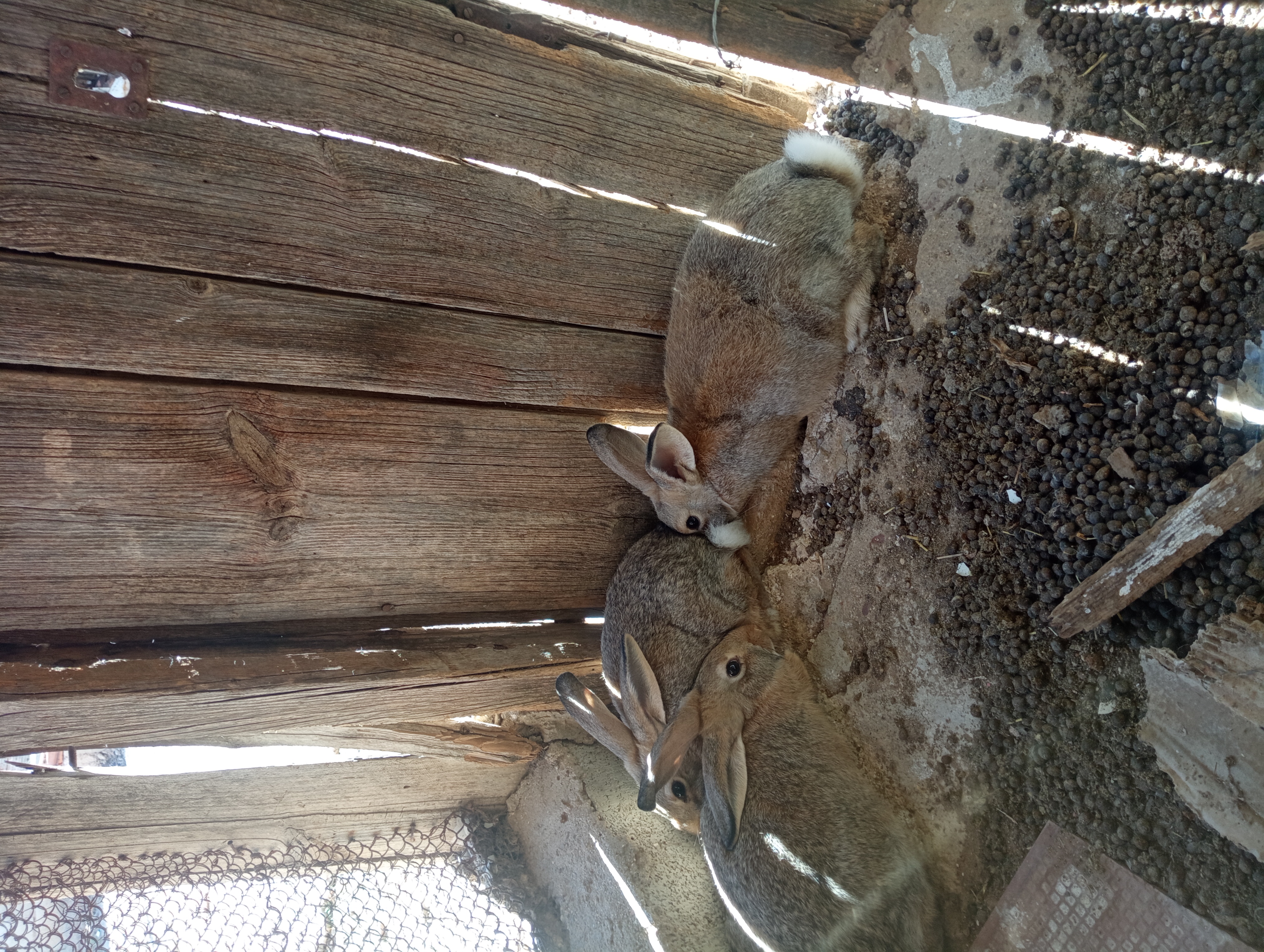 Conejos de campo imagen 5