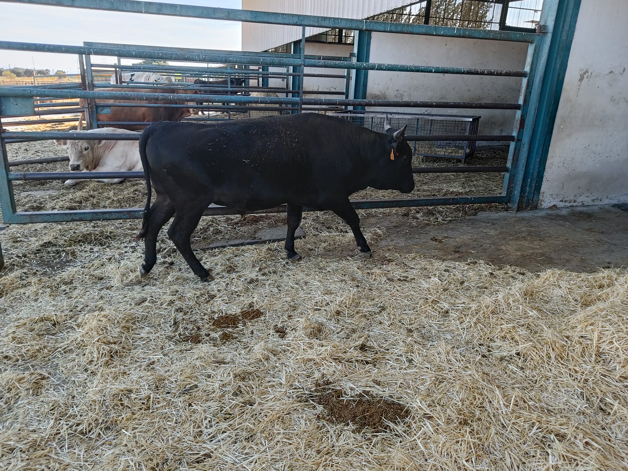 NOVILLO 100X100 WAGYU imagen 4