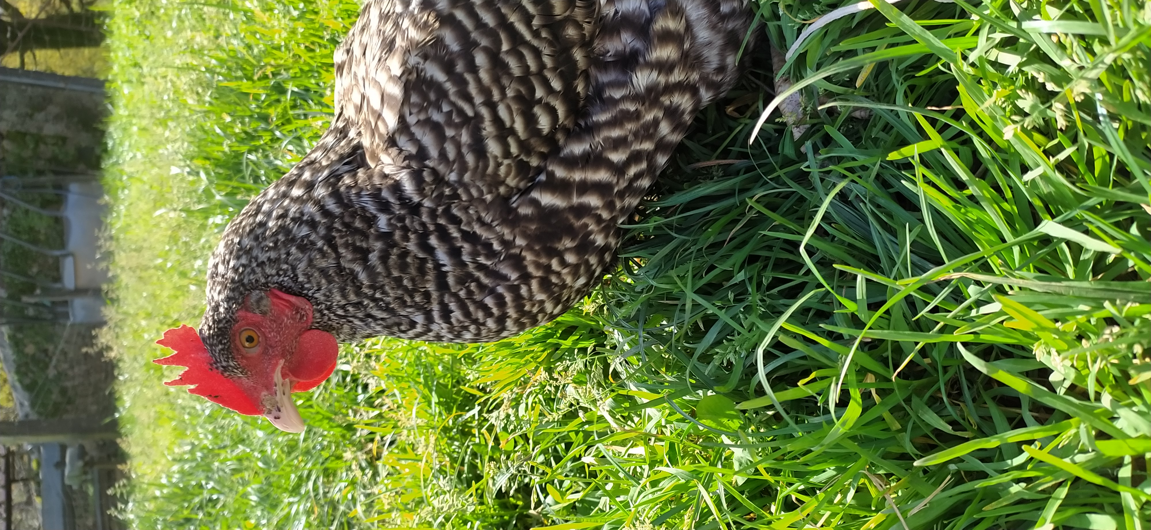 Gallina cantabra imagen 5