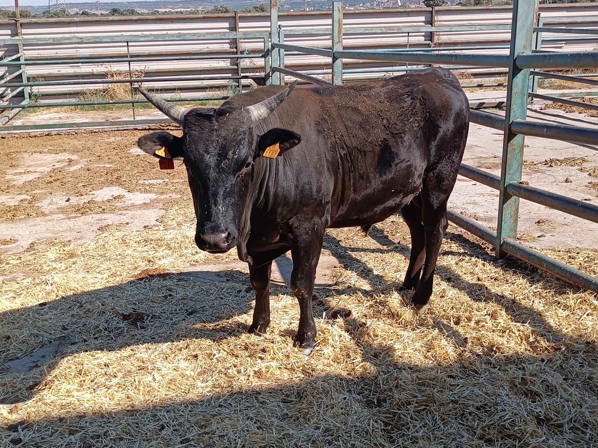 NOVILLO 100X100 WAGYU imagen 3