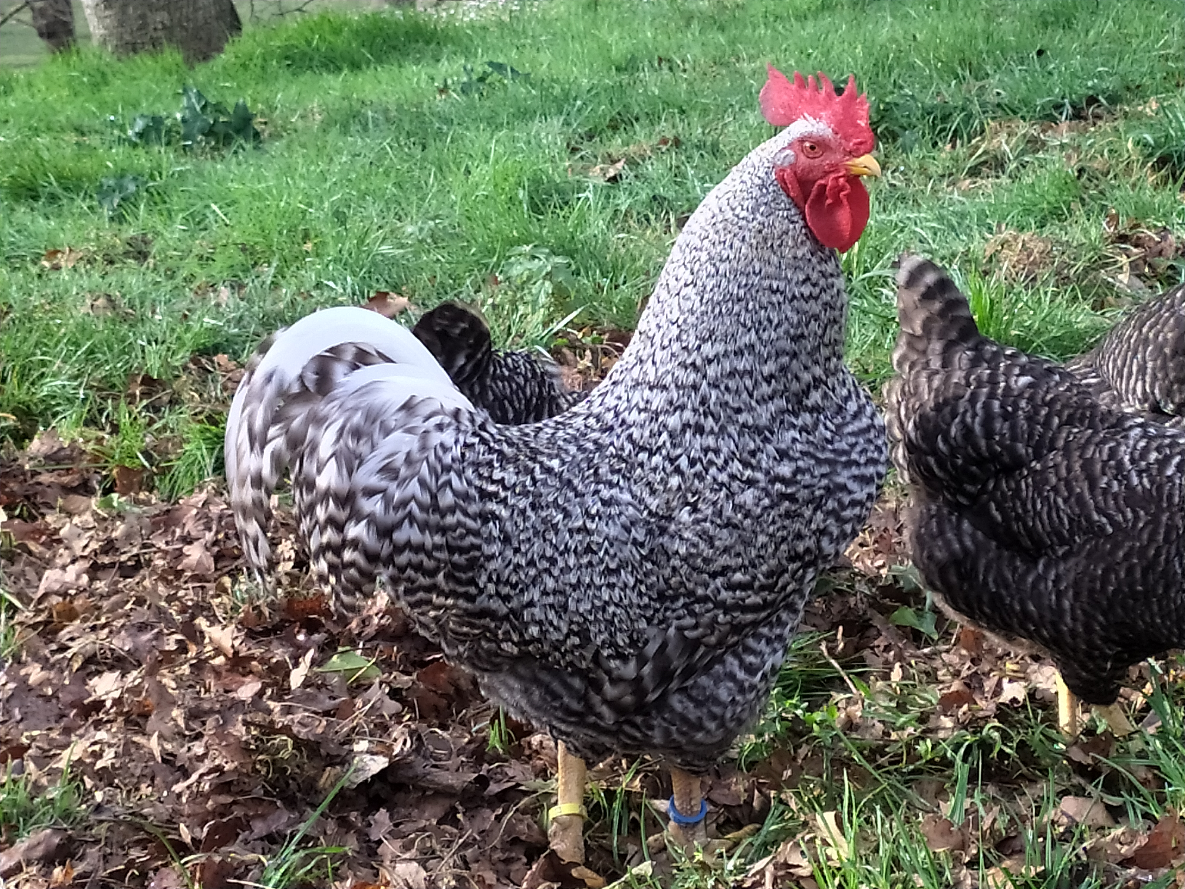 Gallina cantabra imagen 1