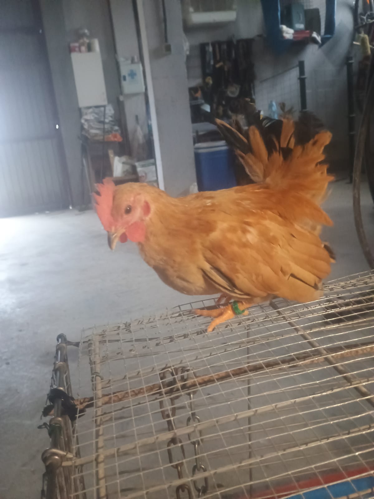 Gallinas y gallos kikos imagen 2