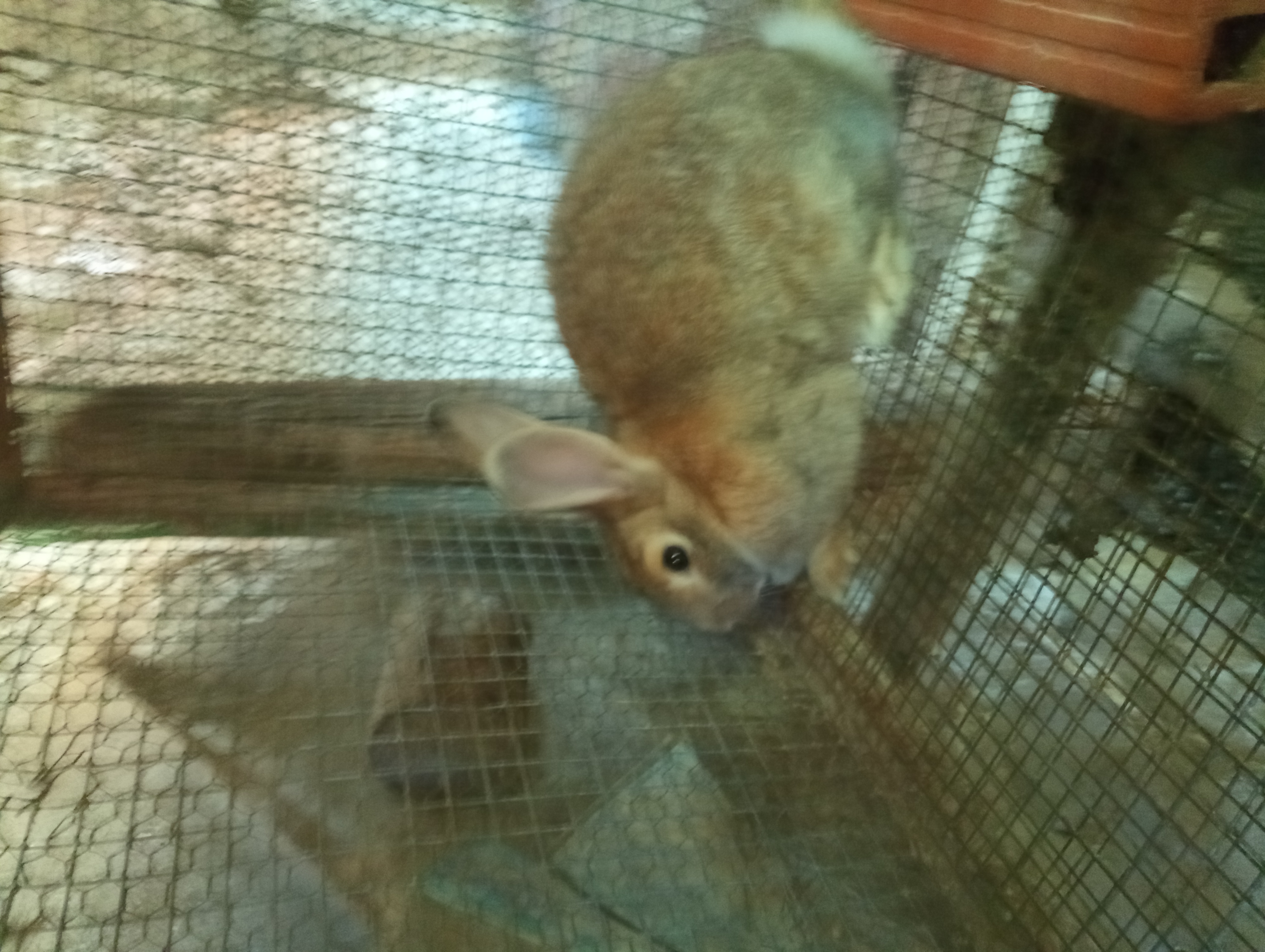 Conejos de campo imagen 4