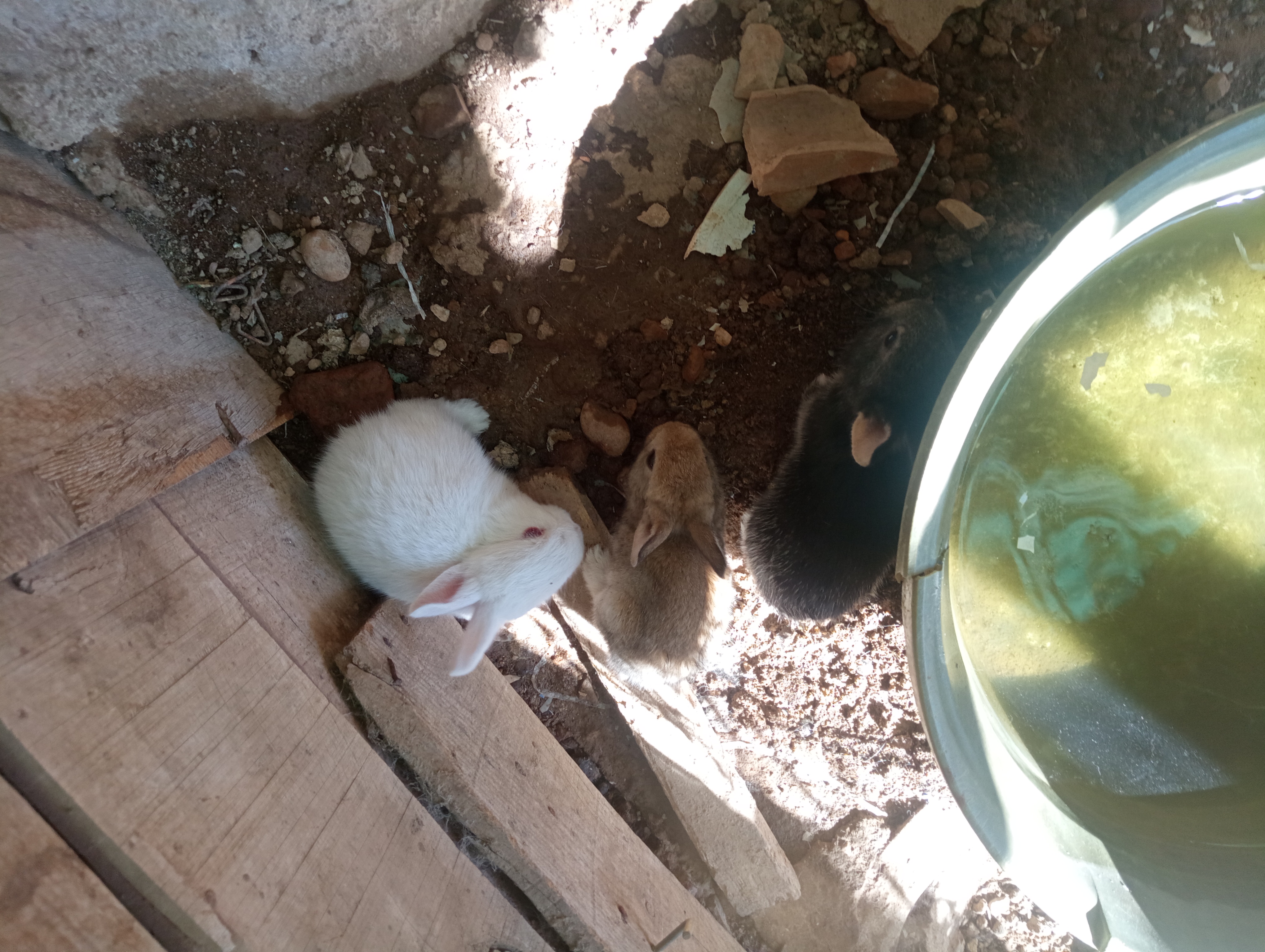 Conejos de campo imagen 6