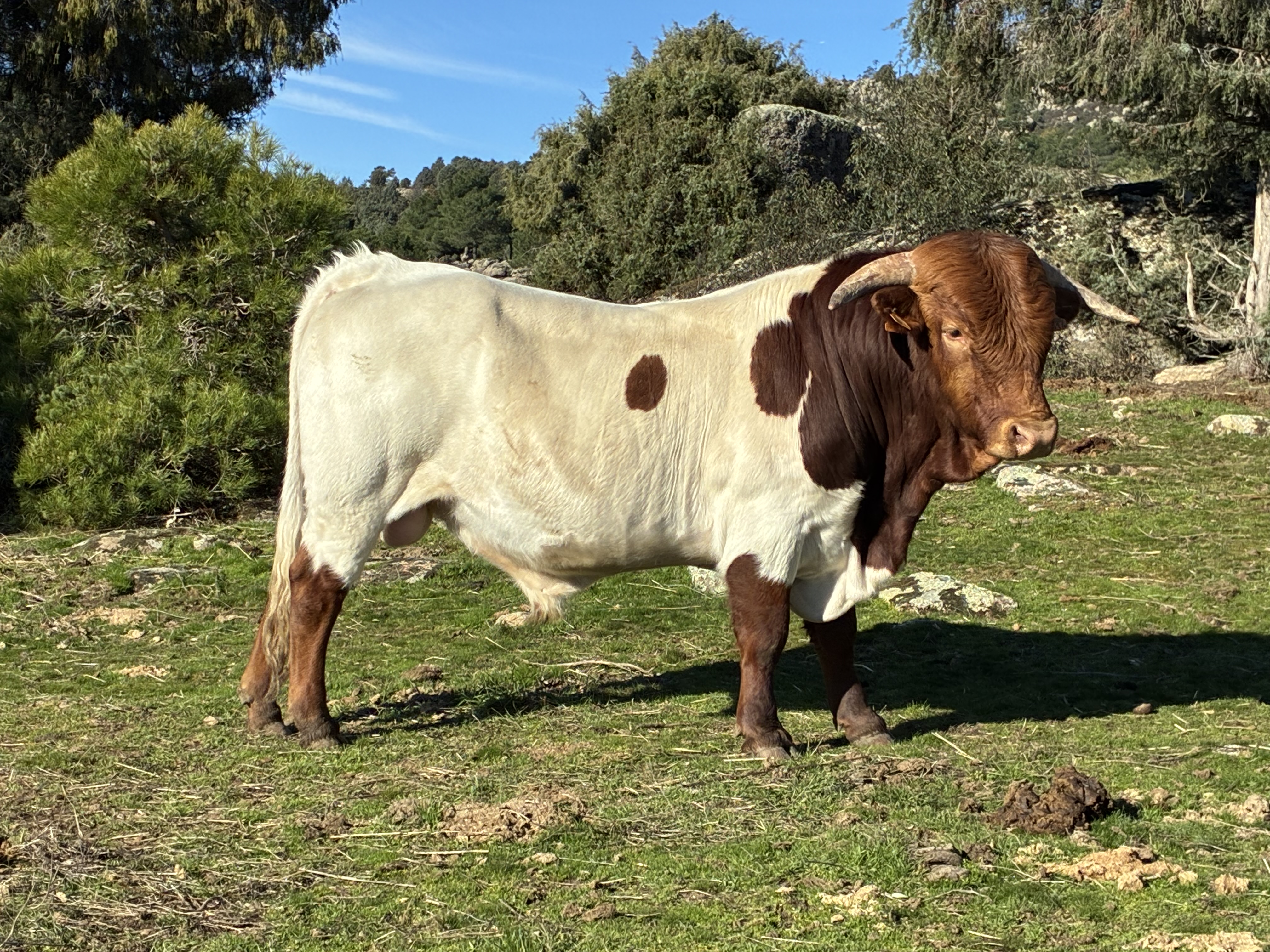 Berrendo en colorado
