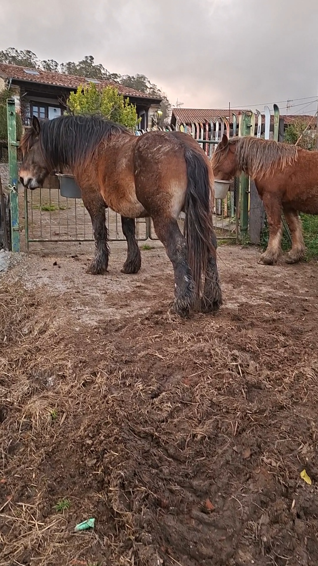 Potro para semental imagen 3